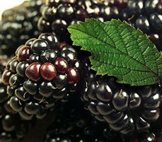 青岛黑树莓