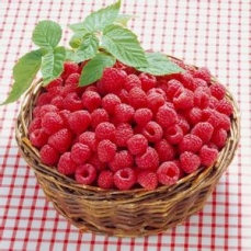 哈尔滨红树莓