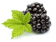青岛黑树莓