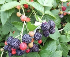 广州黑树莓