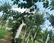 哈尔滨软枣猕猴桃苗